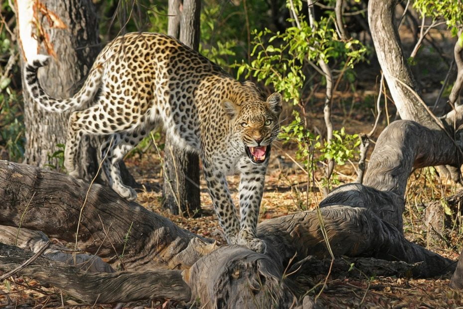 Organiser son safari au Botswana
