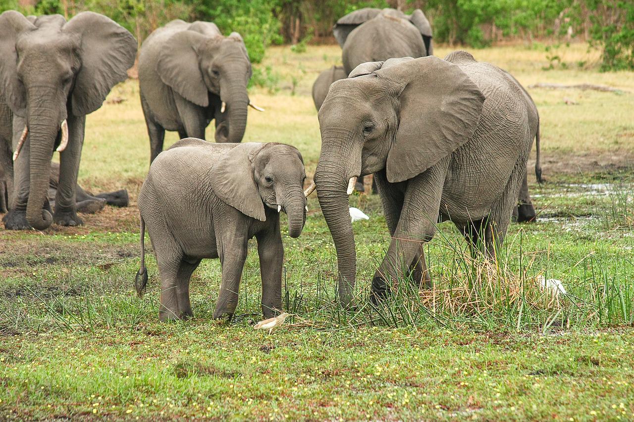 Préparer un safari au Botswana
